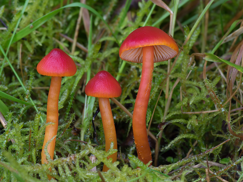 Hygrocybe coccinea